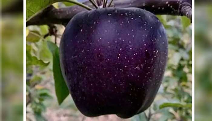 এক আপেলের দাম লাখ টাকারও বেশি!