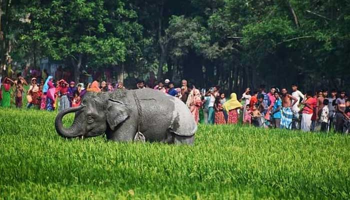 গাইবান্ধায় সার্কাসের হাতির তাণ্ডব, ৭ ঘণ্টা পর নিয়ন্ত্রণে
