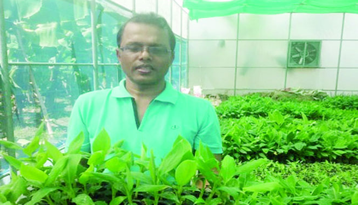 টিস্যু কালচার কলা চাষে ঝুঁকছেন কৃষক