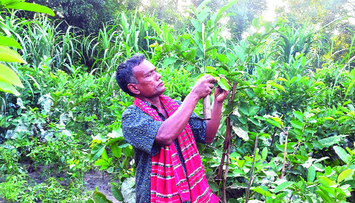সাঘাটায় একই জমিতে ১২ প্রকার ফসল উৎপাদন