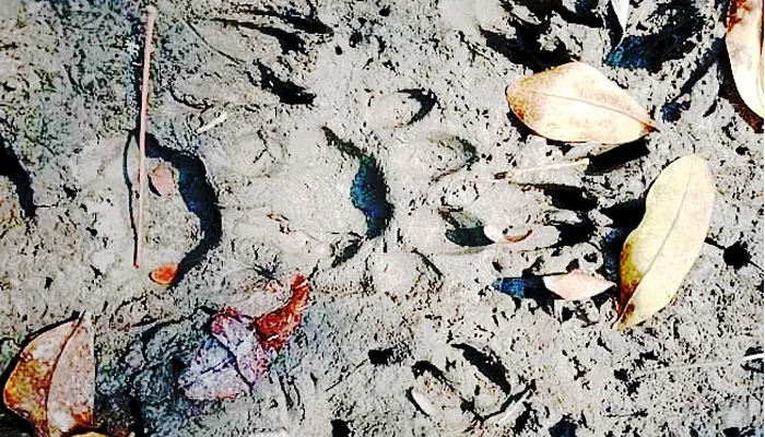 রাতভর বাঘের গর্জনে আতঙ্কে বনরক্ষীরা
