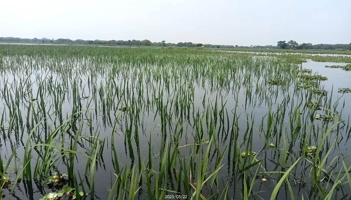 কেন্দুয়ায় হাওড়ে ডুবে গেছে বোরোধান ক্ষেত