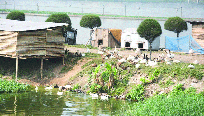 ডিম দিতে শুরু করেছে হাতিরঝিলের হাঁস