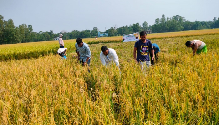 মিরসরাইয়ে কৃষকের ধান কেটে বাড়ি পৌঁছে দিয়েছে যুবলীগ