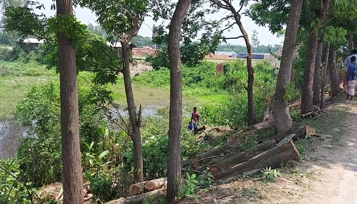 ফটিকছড়িতে সড়কের গাছ কেটে নিল প্রভাবশালী মহল