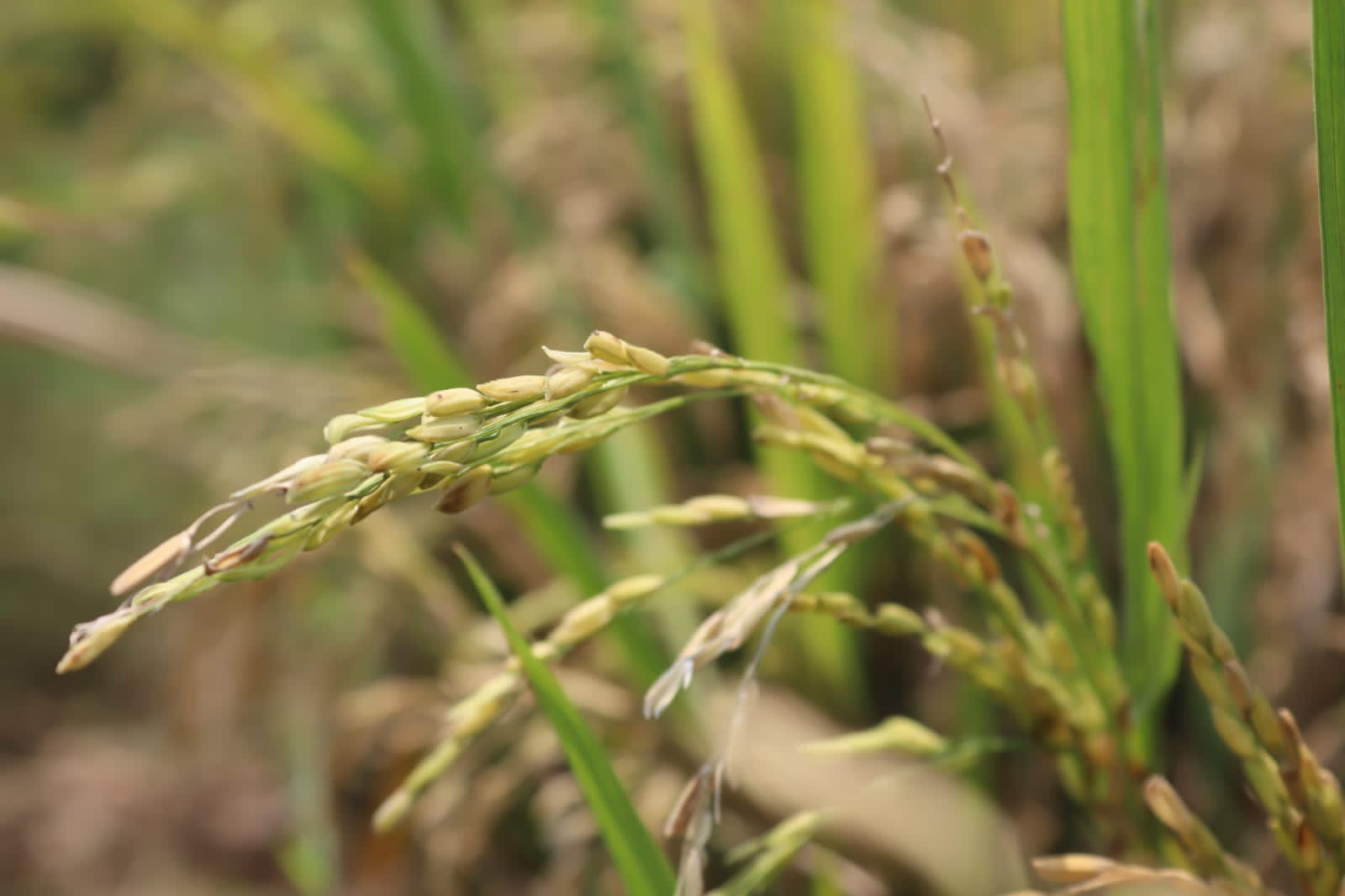 হাকালুকি হাওরে ধানে ব্লাস্ট: দিশেহারা কৃষক