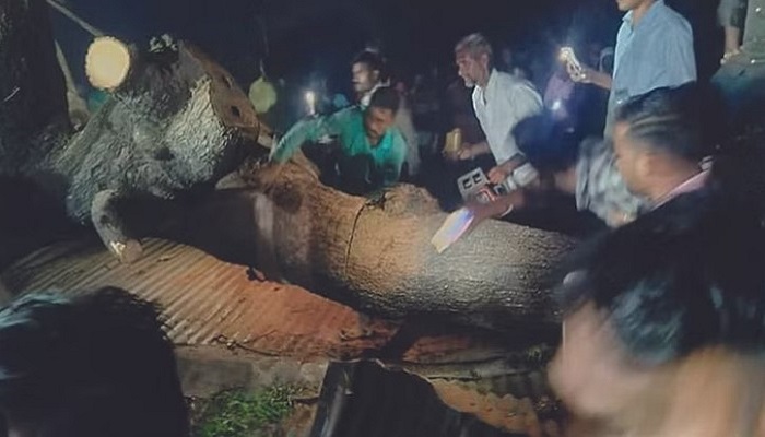 মহারাষ্ট্রে ঝড়ে গাছচাপায় নিহত ৭