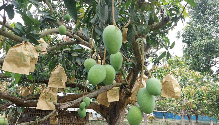 চাঁপাইনবাবগঞ্জে এবারো থাকছে না আম পাড়ার ক্যালেন্ডার