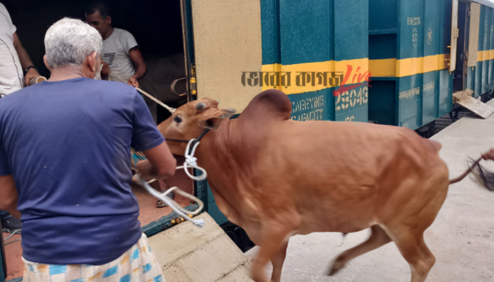 চাঁপাইনবাবগঞ্জে ম্যাংগো স্পেশাল ট্রেনে কোরবানির পশু পরিবহন শুরু
