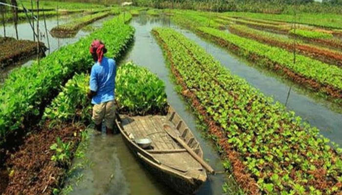 ডুমুরিয়ায় জনপ্রিয় হয়ে উঠেছে ভাসমান বেডে সবজি ও মসলা চাষ