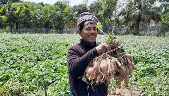 ডুমুরিয়ায় মিষ্টি আলুর বাম্পার ফলনে কৃষকের মুখে হাসি