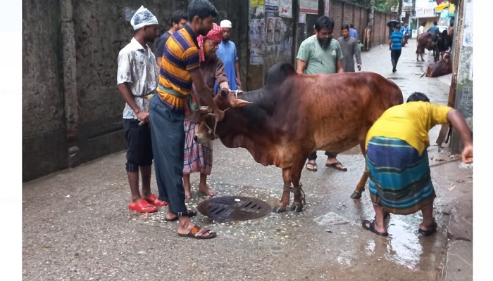 রাজধানীতে চলছে পশু কোরবানি