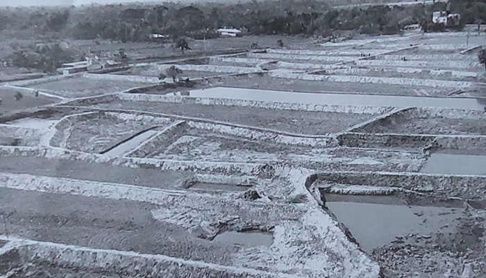 ডুমুরিয়ায় ক্লাস্টার পদ্ধতি চিংড়ি চাষ