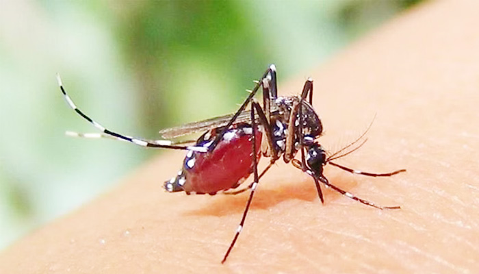 ডেঙ্গু আক্রান্তের এক-চতুর্থাংশই শিশু