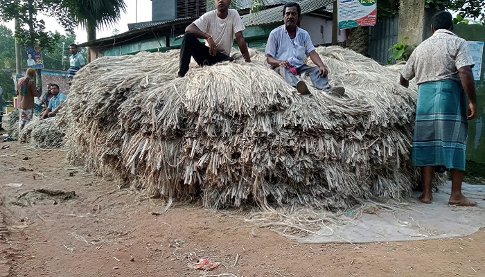 রায়গঞ্জে পাটের দাম নিয়ে দিশেহারা কৃষক