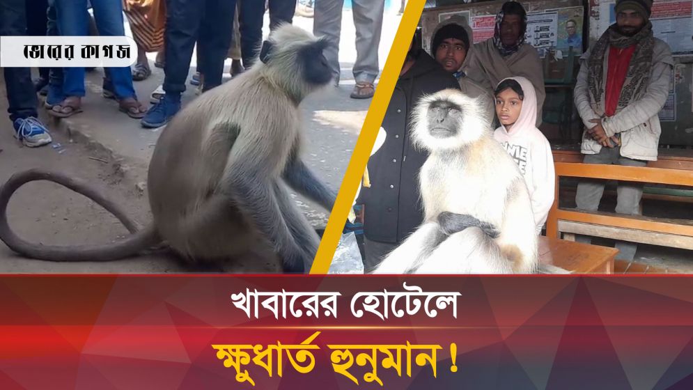 ক্ষুধার জ্বালায় লোকালয়ে হনুমান, দেখতে মানুষের ভিড়
