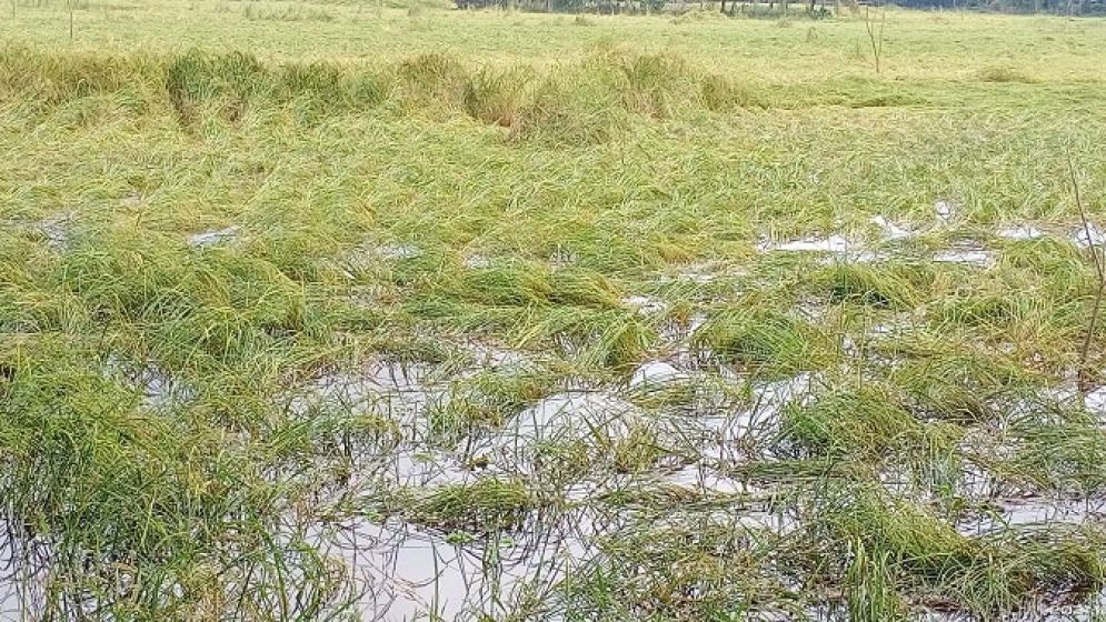 জলবায়ু পরিবর্তনে ওলটপালট প্রকৃতি : হুমকিতে কৃষি ও খাদ্য