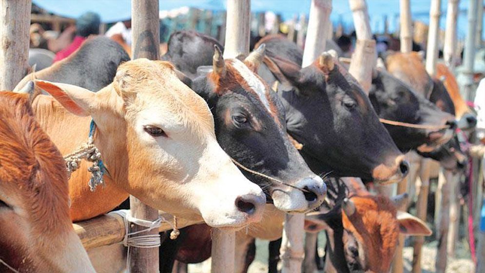 কুরবানি ঈদে এক কোটি ৩০ লাখ গবাদিপশু জোগান দেয়া হবে