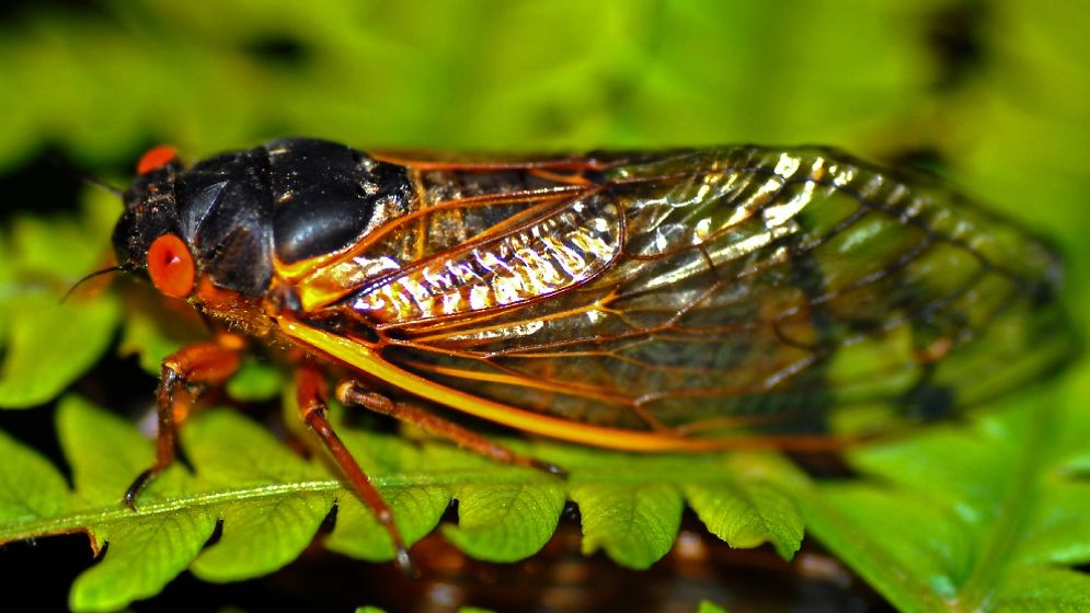 এবার ঘুগরা পোকার বিরুদ্ধে পুলিশে অভিযোগ