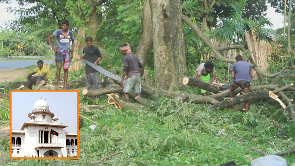 গাছ কাটা-লাগানো নিয়ে হাইকোর্টের রুল