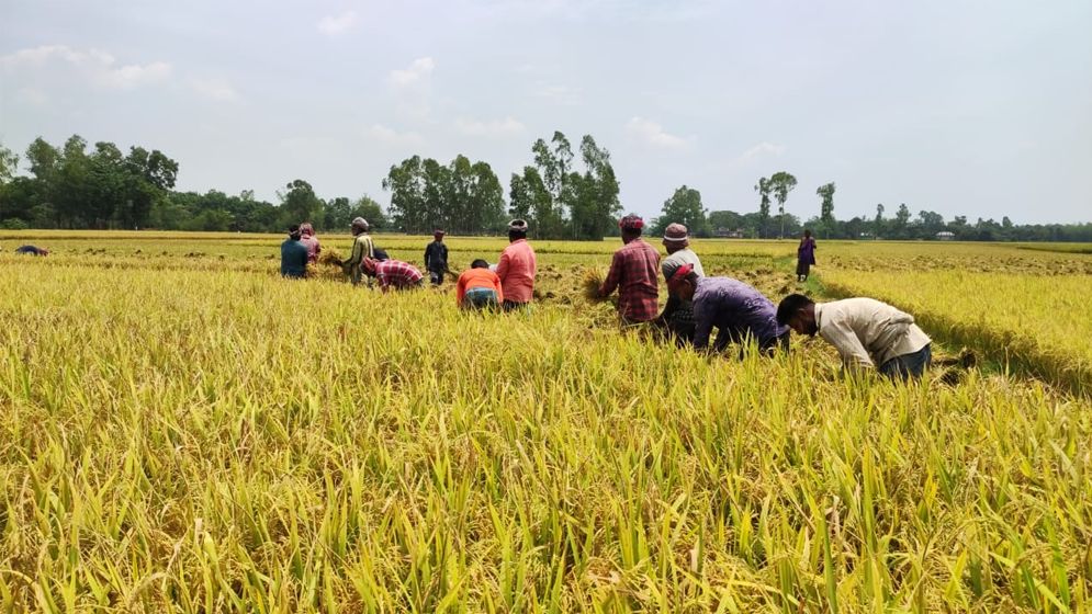 এবার বোরো ধানের বাম্পার ফলনের সম্ভাবনা