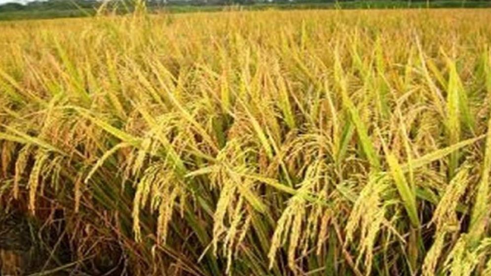 ধান কাটতে গিয়ে হিট স্ট্রোকে দিনমজুরের মৃত্যু