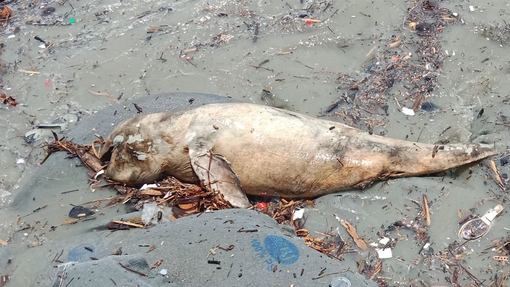সমুদ্র সৈকতে ভেসে এসেছে মৃত ইরাবতী ডলফিন