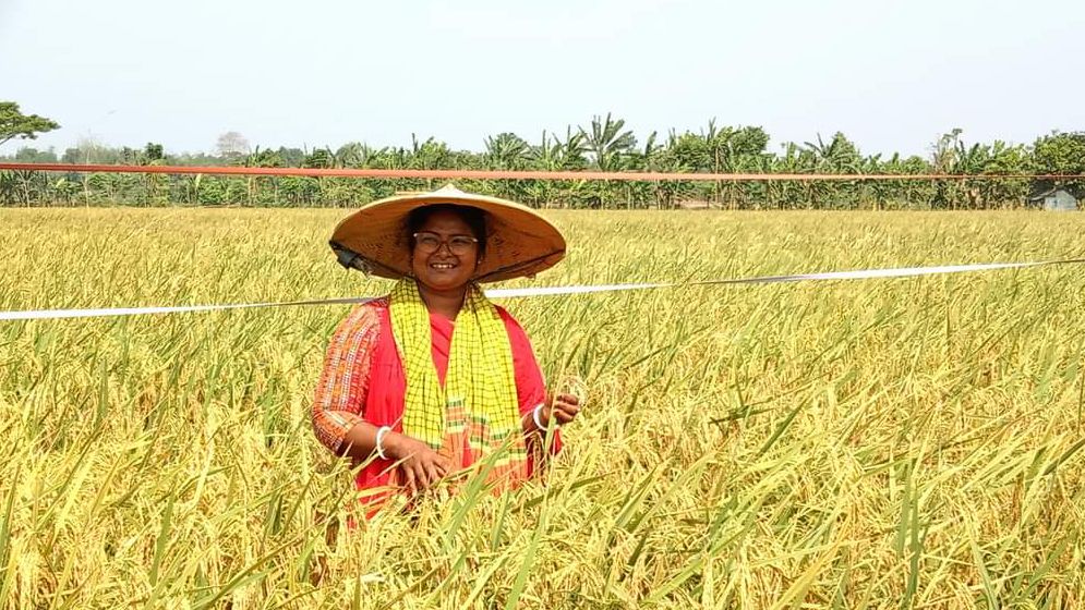 ডুমুরিয়ায় ধানের বাম্পার ফলনে কৃষকের মুখে হাসি