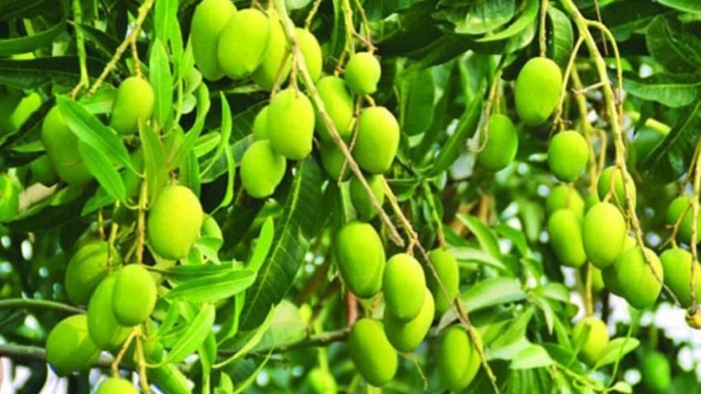 ডুমুরিয়ায় আমের বাম্পার ফলনে কৃষকের মুখে হাসি ‌