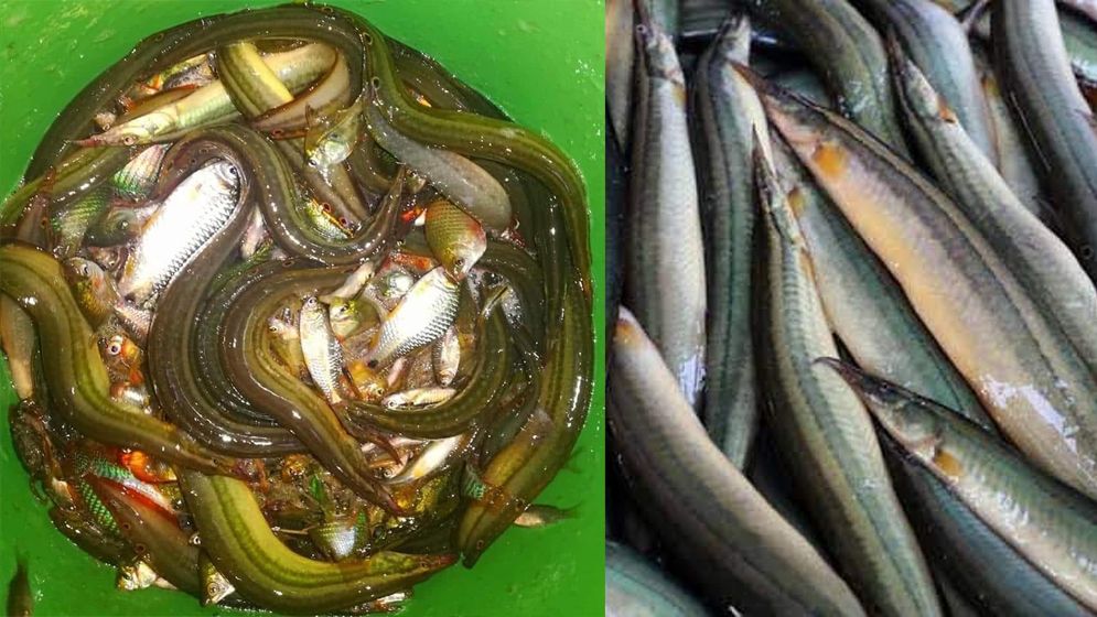 জেলেদের মিশ্রচাষে ‘তারা বাইন’ মাছে অধিক লাভ