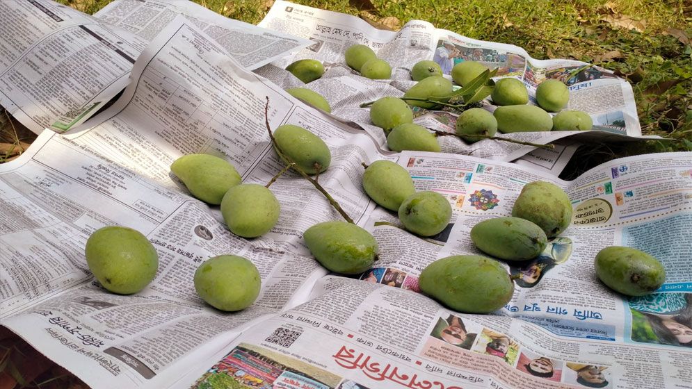রাজশাহীতে আম পাড়া শুরু