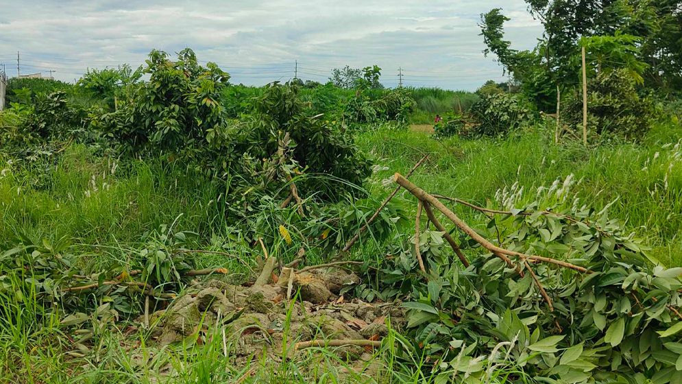 সোনারগাঁওয়ে নির্বাচনী প্রতিহিংসার বলি শতাধিক ফলদ গাছ