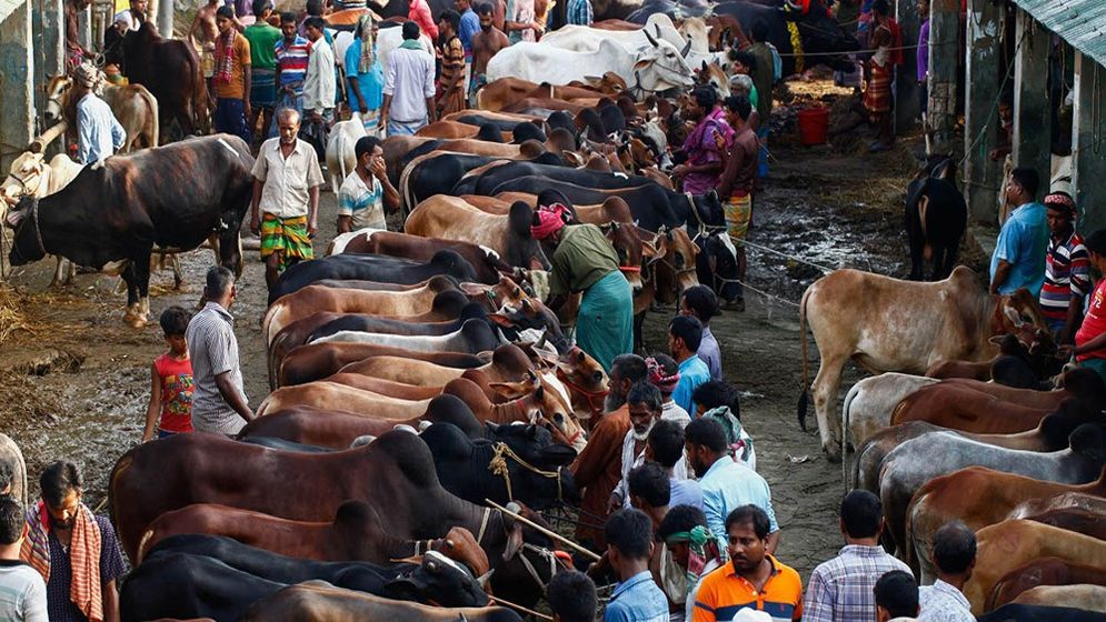 জোরপূর্বক পশু স্থানান্তর করলে ছিনতাই মামলা