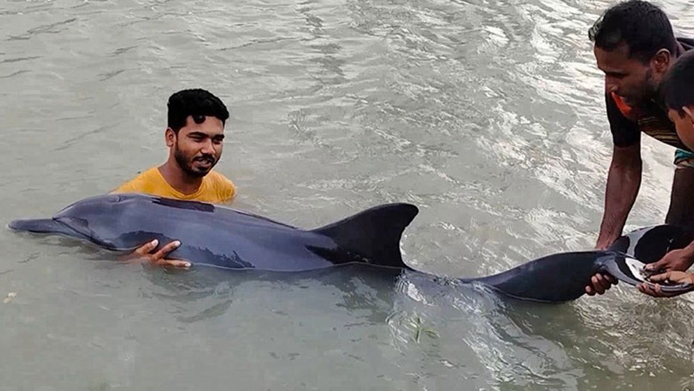 ডোবায় ভেসে আসলো জীবিত ডলফিন