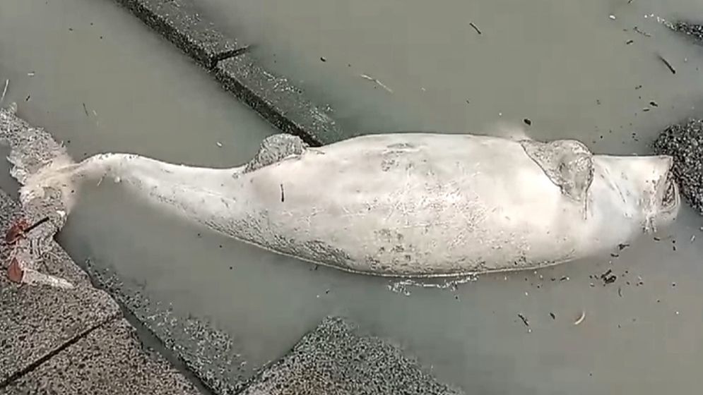 কুয়াকাটা সৈকতে ভেসে এসেছে মৃত ইরাবতী