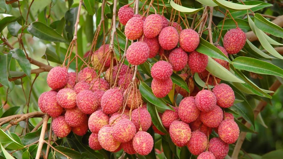 খালি পেটে লিচু খেলে যে সমস্যা হয়?