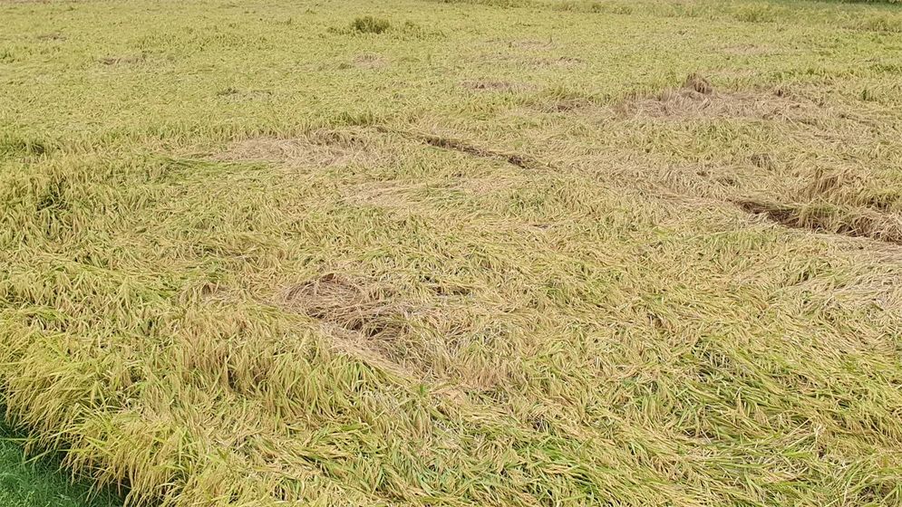 রাসেল ভাইপার নিয়ে ভয়-উদ্বেগের সত্যিই কোনো কারণ আছে?