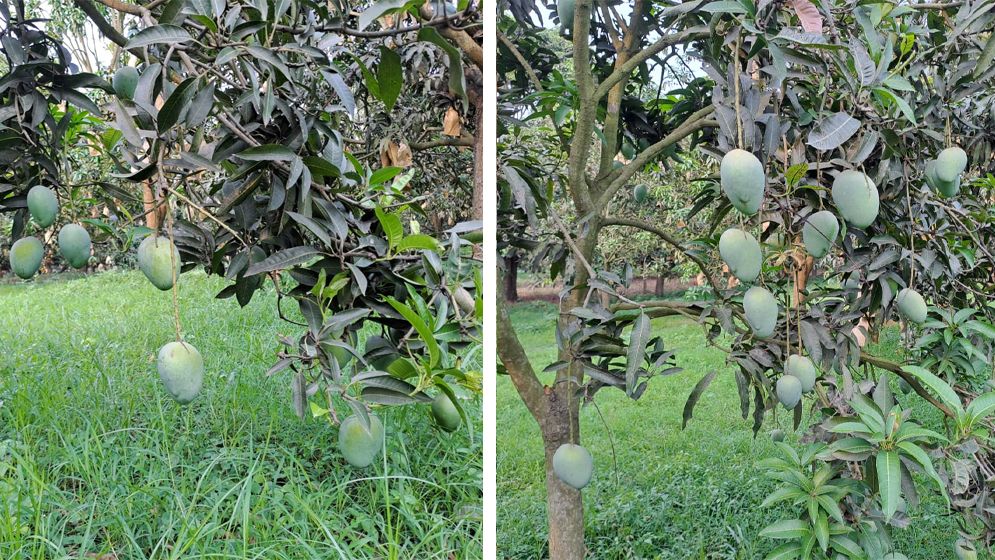 চাঁপাইনবাবগঞ্জের আম দেশের গণ্ডি পেরিয়ে বিশ্ববাজারে