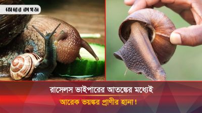 সাপের আতঙ্কের মধ্যেই দেশে হানা দিলো বিশ্বের এক ভয়ঙ্কর শামুক!