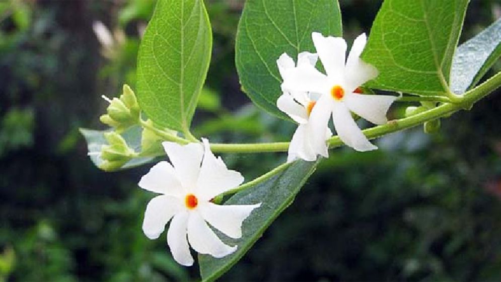 ঋতুরানী শরতের প্রথম দিন আজ