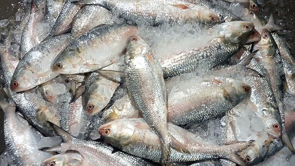 ভারতে ইলিশ রপ্তানি বন্ধে আইনি নোটিশ