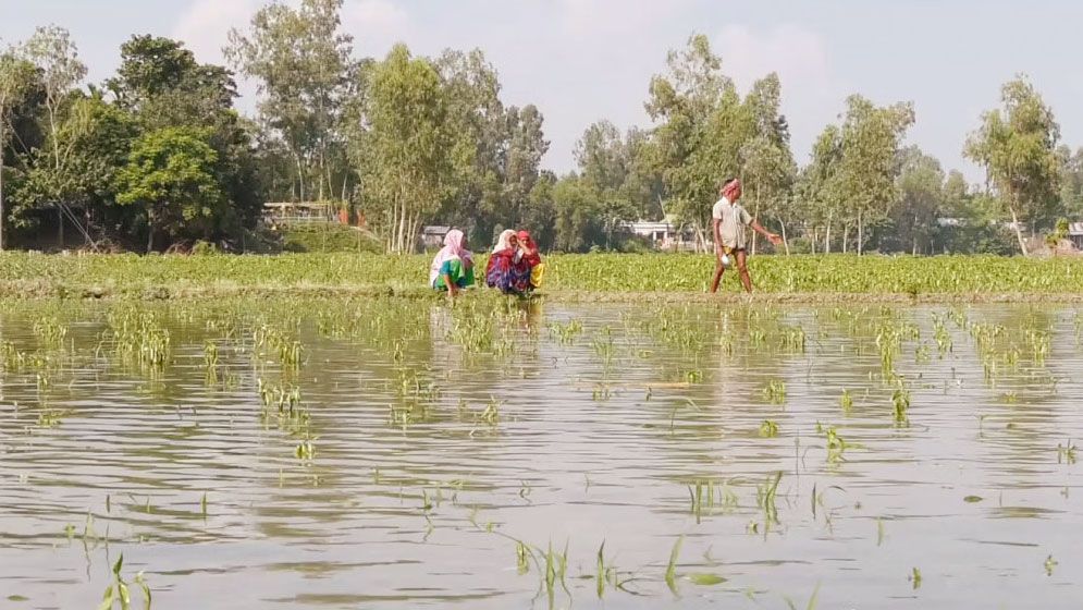কৃষি খাতে ক্ষতির পরিমাণ কয়েক হাজার কোটি টাকা