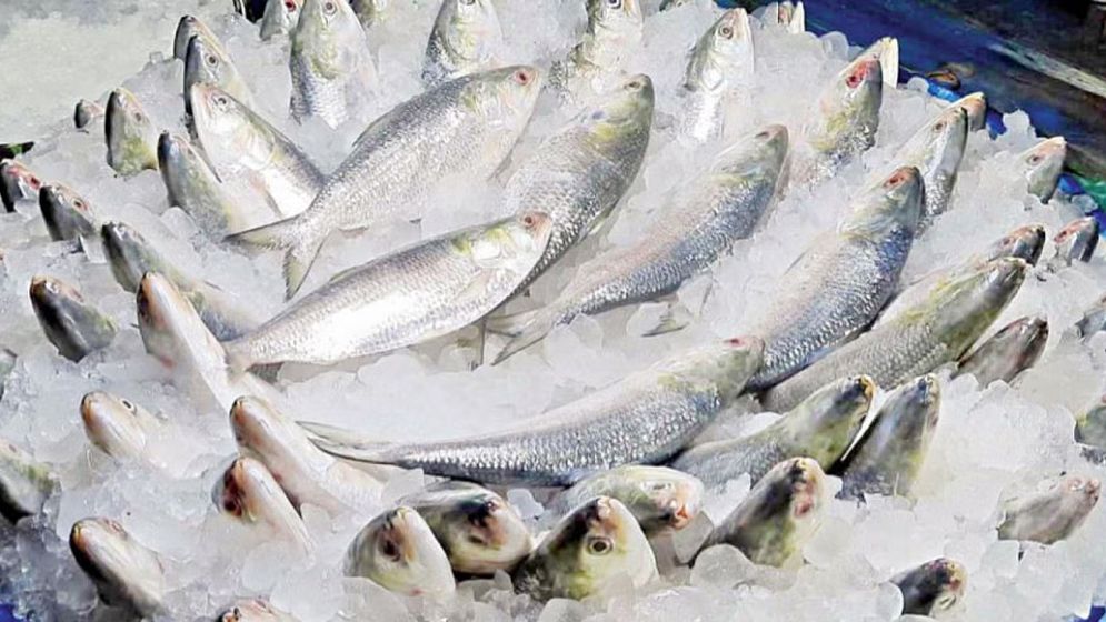 ভারতে ইলিশ রপ্তানি বন্ধে রিট