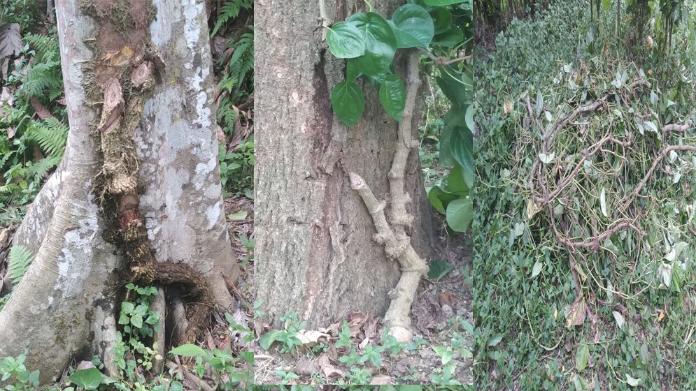 লুতিজুরী পানজুমের সহস্রাধিক পানগাছ কেটে ফেলেছে দুর্বৃত্তরা