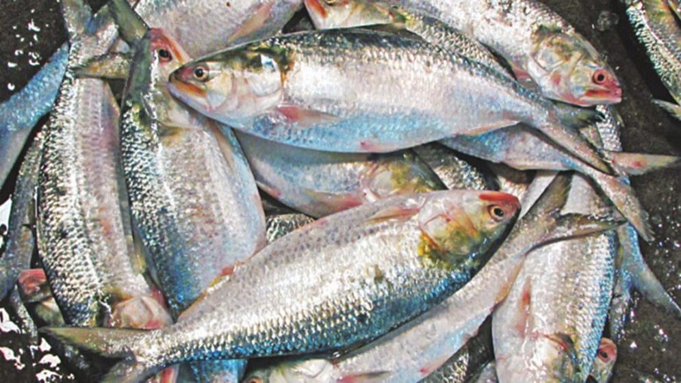 সব রেকর্ড ছাড়ালো ইলিশের দাম