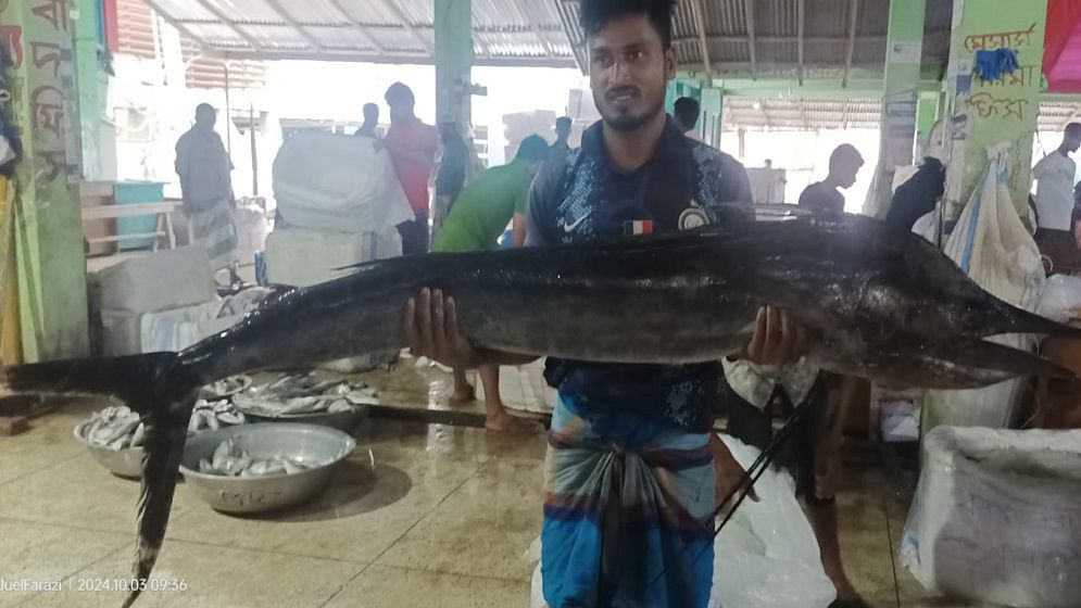জেলের জালে ধরা পড়লো বিশালাকৃতির দুই জোড়া সেইল ফিস