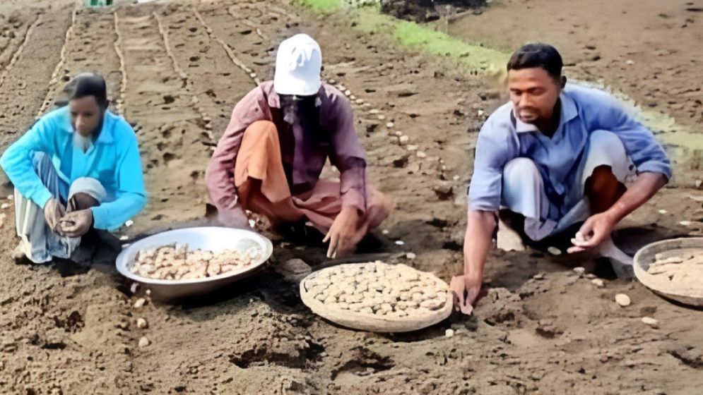 আগাম জাতের আলু চাষে লাভের আশায় নীলফামারীর কৃষকরা ব্যস্ত