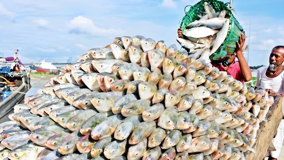 ইলিশের দাম বেশি হওয়ার অন্যতম কারণ জানা গেলো