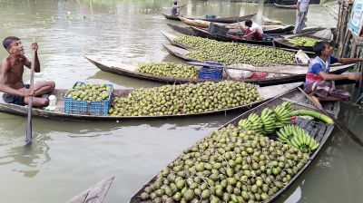 দেশ সেরা ঝালকাঠির আমড়া, যাচ্ছে বিদেশেও!