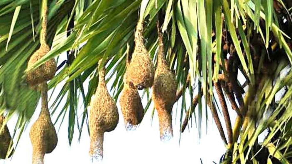 হারিয়ে যাচ্ছে ‘বাবুই পাখির বড়াই’
